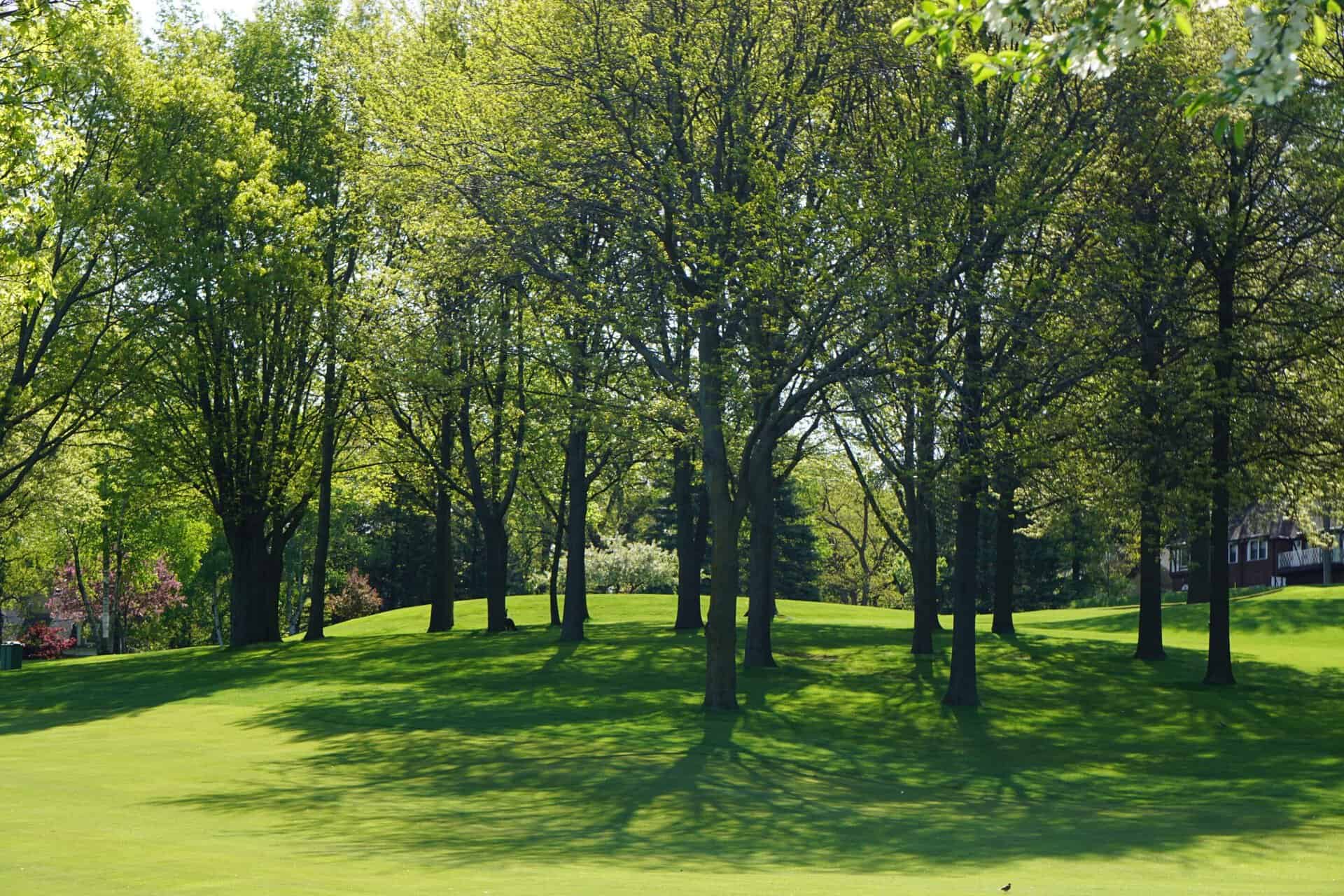 pruning of trees in a forest