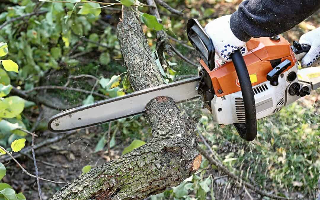 11 Benefits of Using a Professional Tree Service