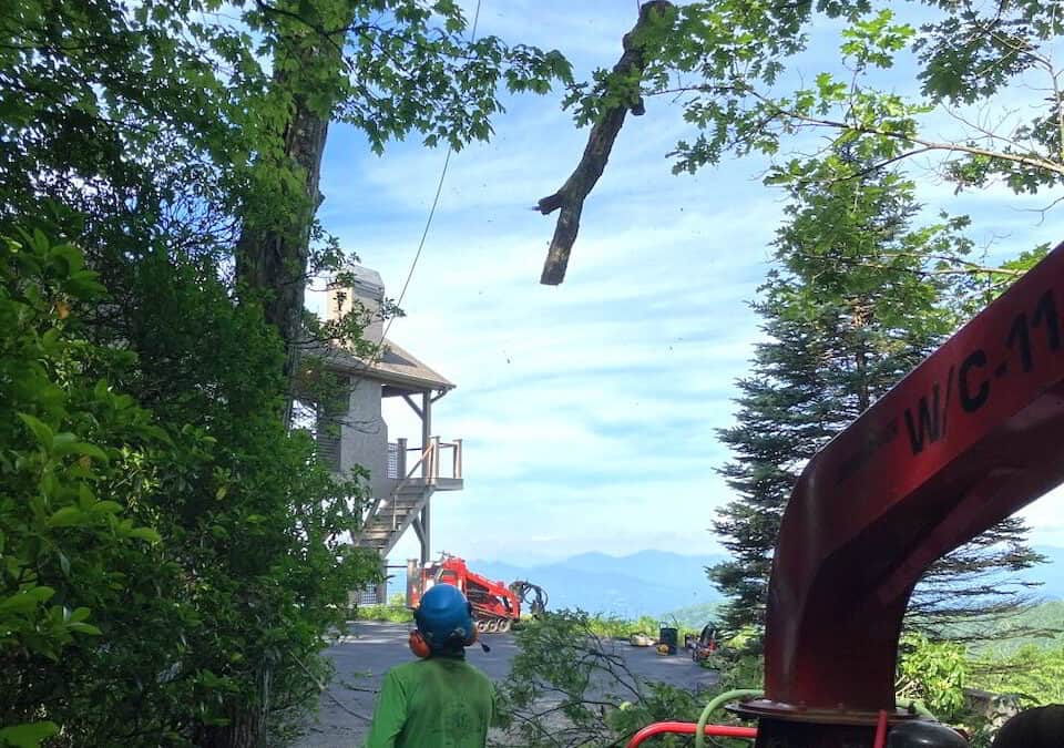 Why Is Emergency Tree Removal Necessary? Understanding the Risks and Solutions