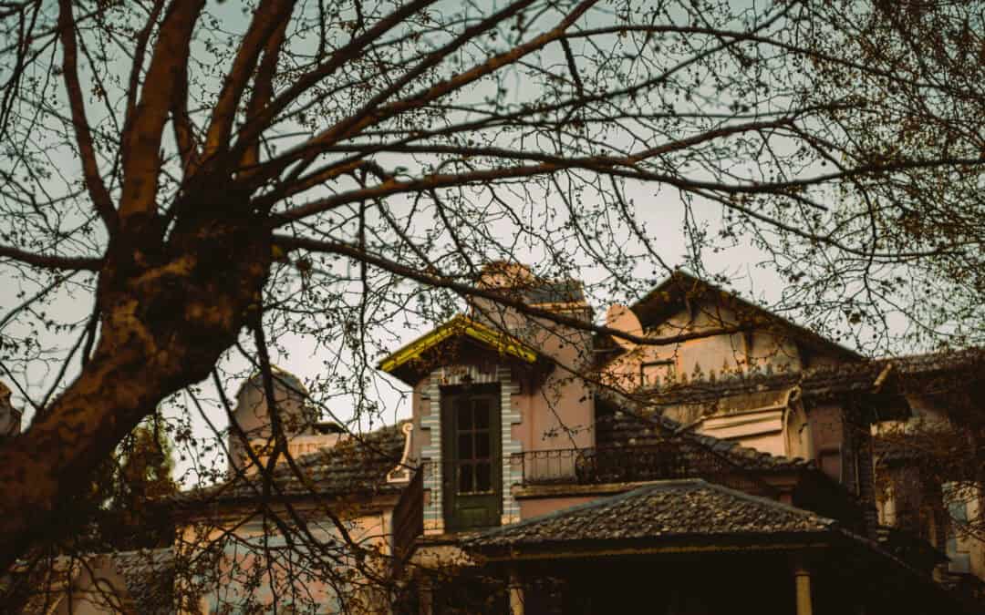 Tree Service can help Properly Maintain Trees in Different Seasons
