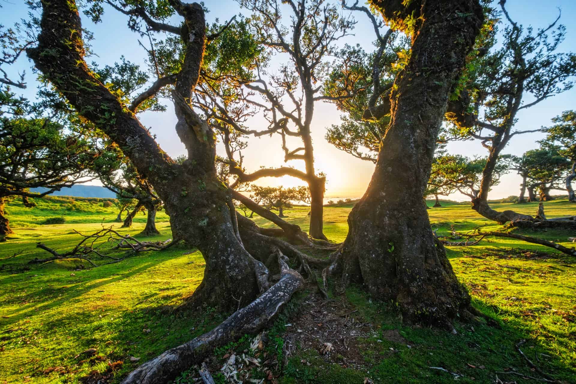 tree service for oak trees