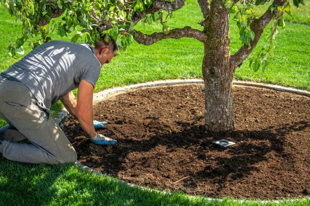Tree Service Mulching a Tree